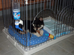 ラブ、引き取り初日